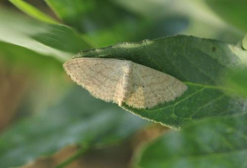 Réf. 328 852 : Scopula minorata